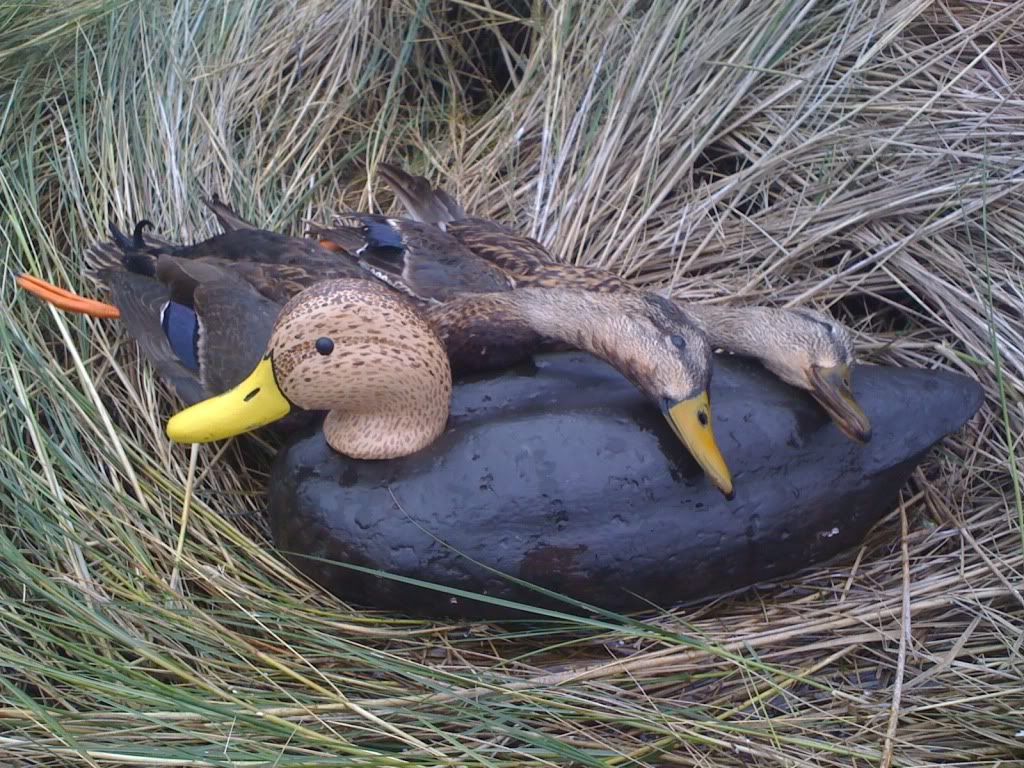 Can mottled ducks tell the difference between themselves and Black Ducks?